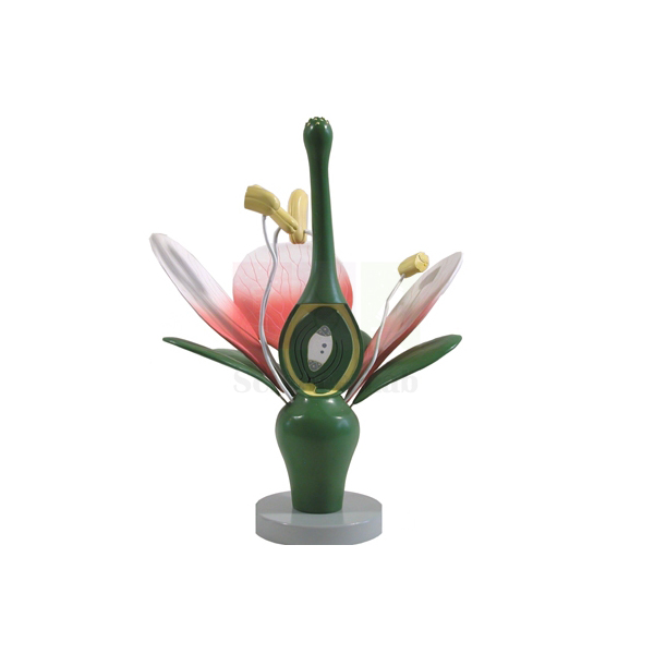Plant Dicot Flower
